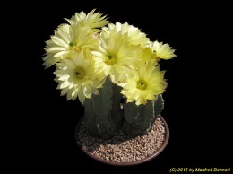 Echinocereus subinermis 765